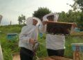 - il gruppo "L'ape operaia", nord dell'Albania